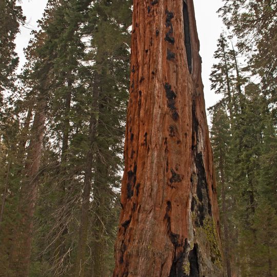 Sequoia National Park