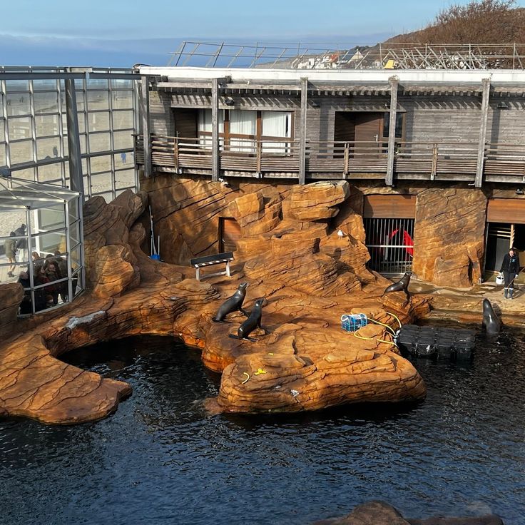 Sea lions