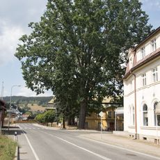 Quercus robur in Jablonec nad Jizerou