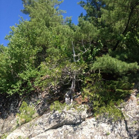 Vieux-Arbres Ecological Reserve