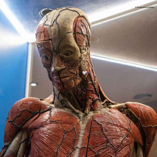 Musée de l'écorché d'anatomie