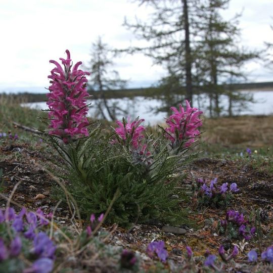 Taymyr Nature Reserve