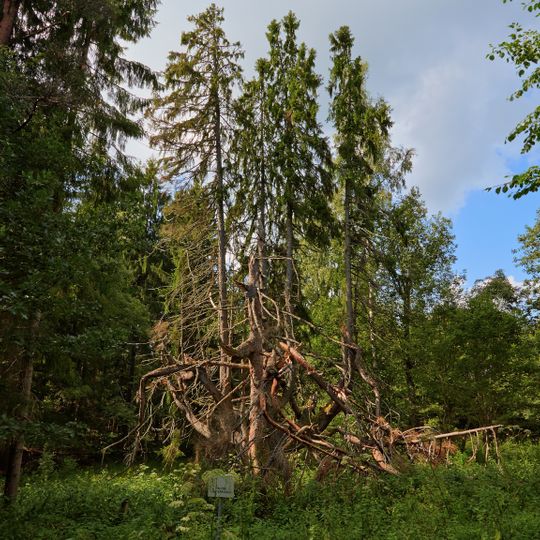 Pältre lühterkuusk
