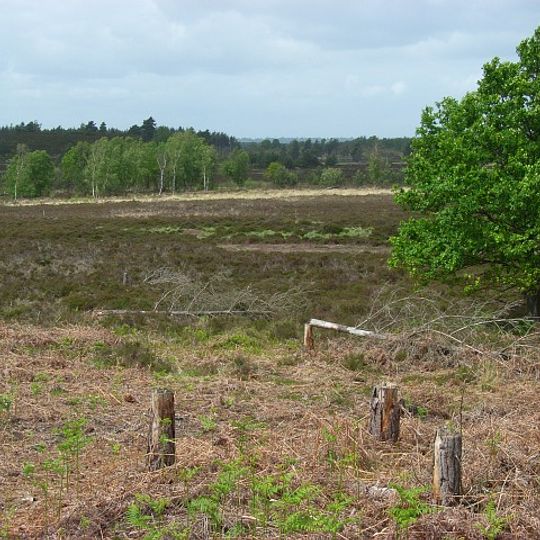 Woolmer Forest