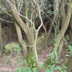 Kříž v křoví jižně od Drahotína