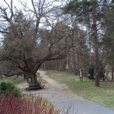 Dub ve Starých Splavech