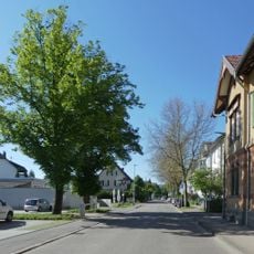 5 Ulmen und 2 Platanen