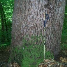 1 Weißtanne im Hanneswiesle