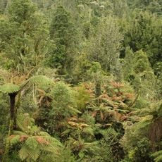 Pirongia Forest Park