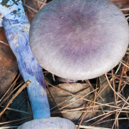 Brimbin Nature Reserve