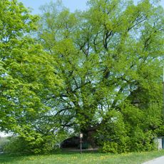 Václavská lípa, lípa hraniční