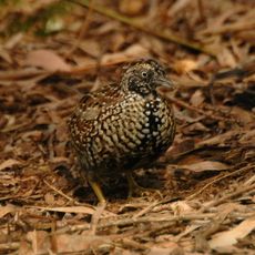 Palmgrove National Park
