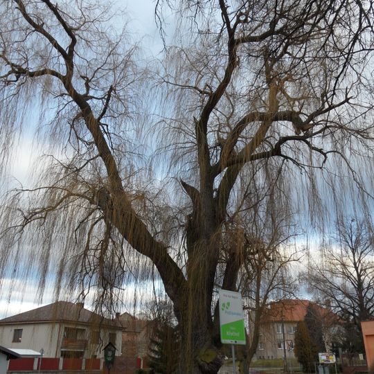 Vrba bílá v Křečhoři