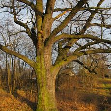 Dub - Stará fabrika