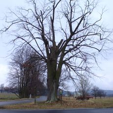 Lípa malolistá u Dobčic