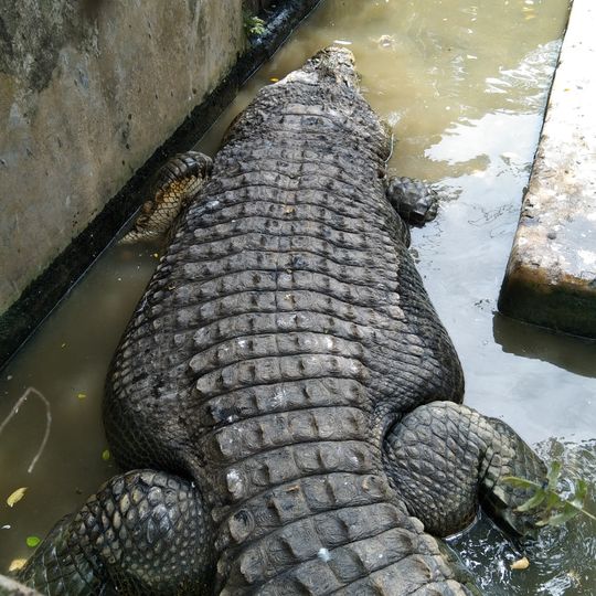 Krokodyl Farm
