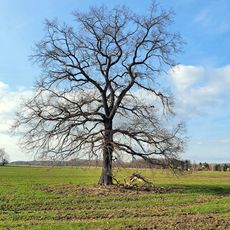 Eiche am Gärtnereiweg