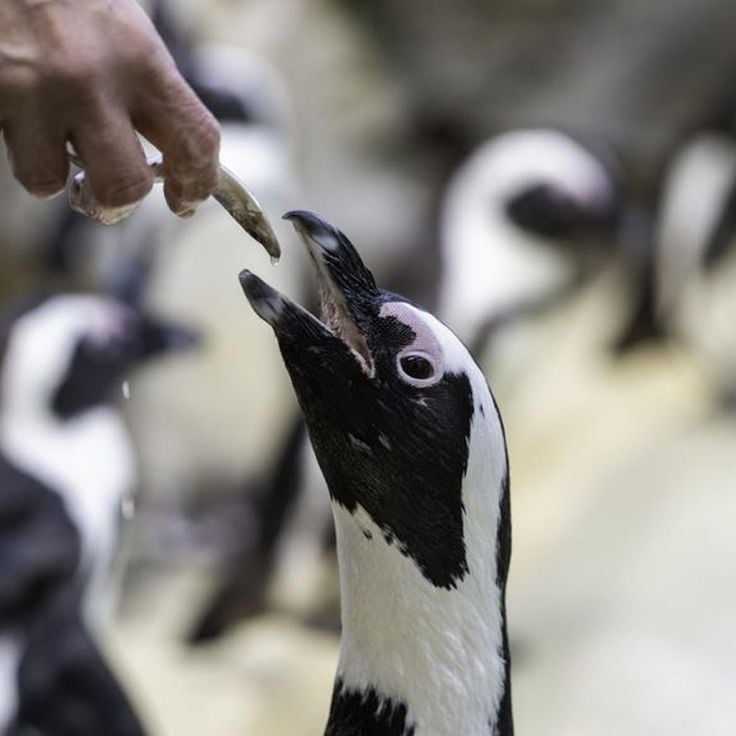 Océarium Le Croisic