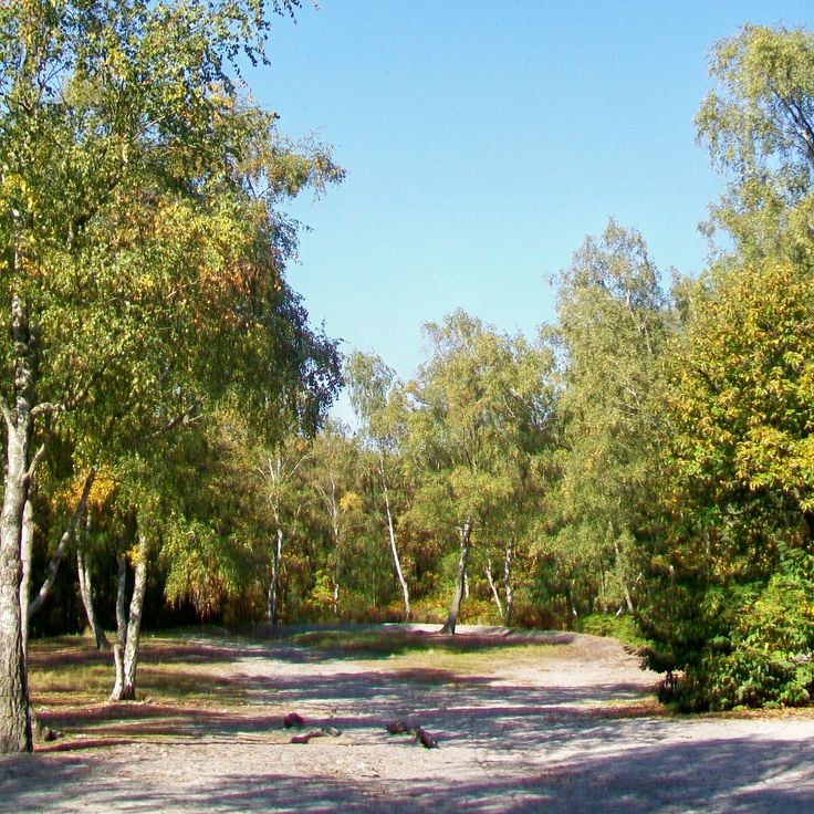 Montmorency Forest