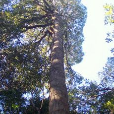Fenwicks Scrub Flora Reserve