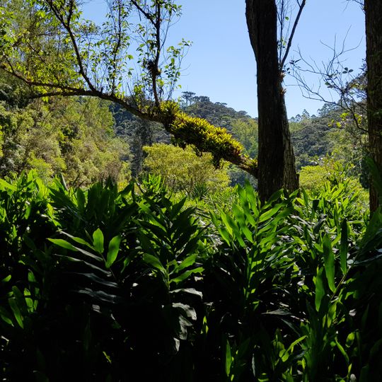 Ibirama's National Forest