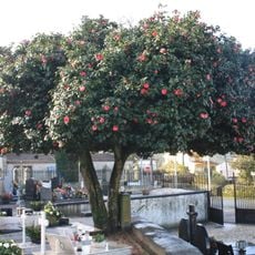 Árvore isolada em Cemitério de Agrela