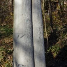 Schnecke am Gauchsbach