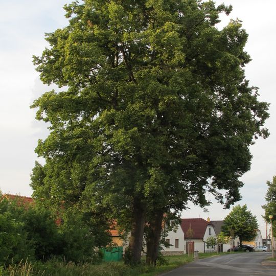 2 ks Lípy srdčité