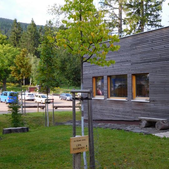 Tilia of Liberty in Janské Lázně