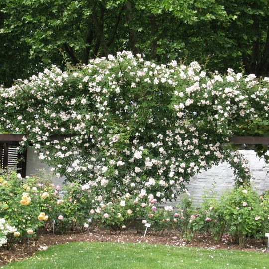 Rosengarten Zweibrücken