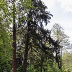 Kiefer und Fichte an der Steinernen Bank