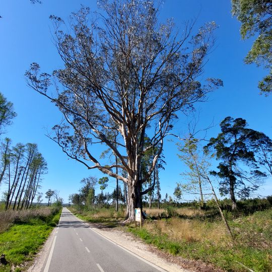 Árvore isolada em Mata Nacional de Leiria - Talhão 289 b