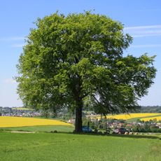 Luther-Buche (Rotbuche)