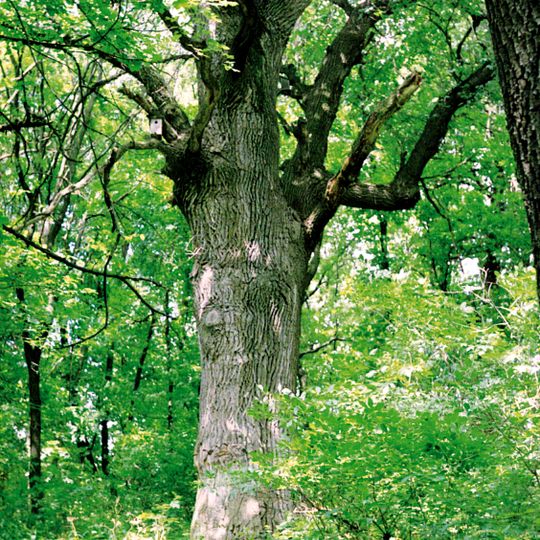 Eiche zum Gedächtnis Lenins