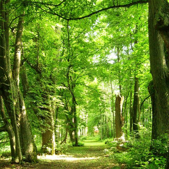 Vainežeris Manor Park