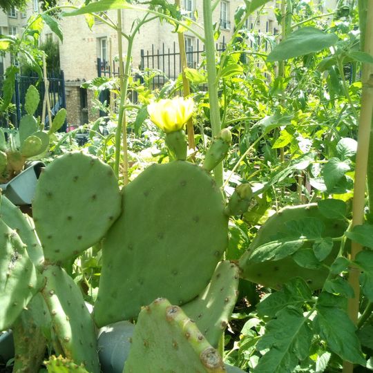 Jardin Pierre-Seghers
