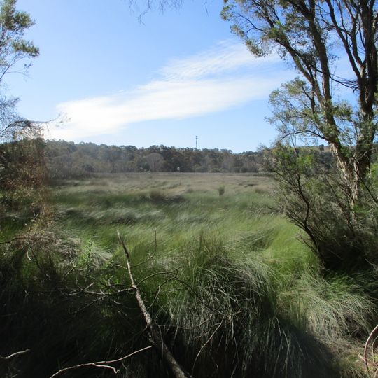 Tamworth Hill Swamp