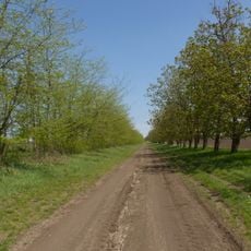 Windbreak of Tvardița