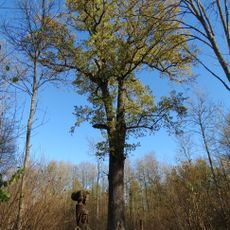 Gojaus miško ąžuolas