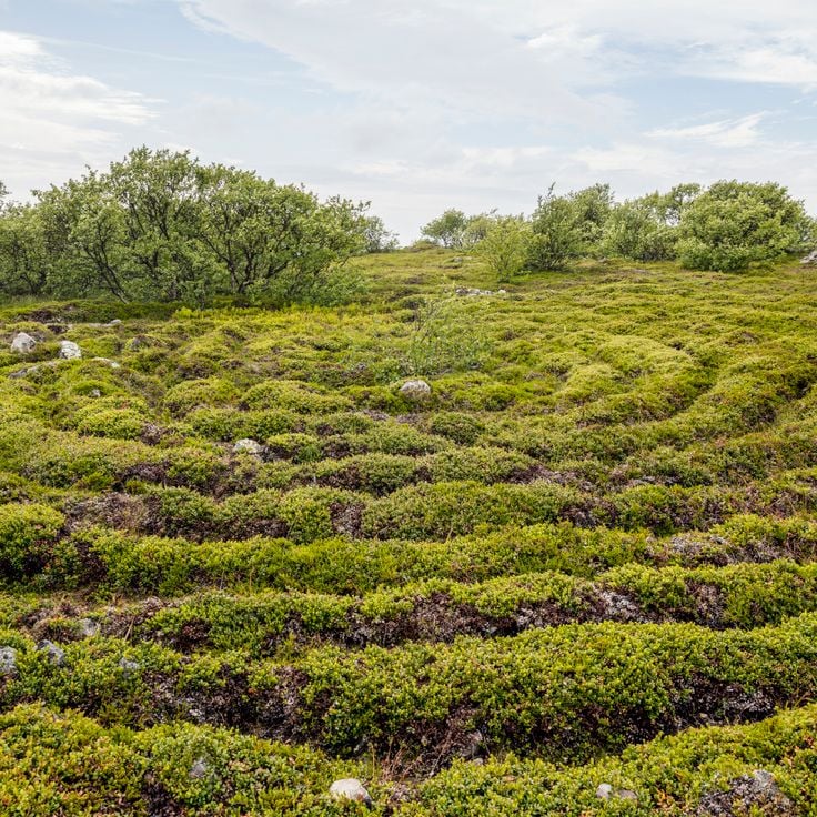 Stone labyrinths of Bolshoi Zayatsky Island
