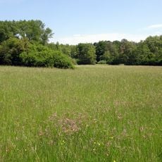 Neuwiese und Wald nordöstlich von Messel