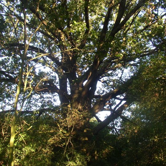 Dub na Zadních Lužích