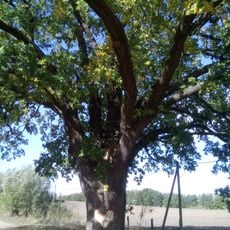 ND 584-01 Stieleiche Schmergow