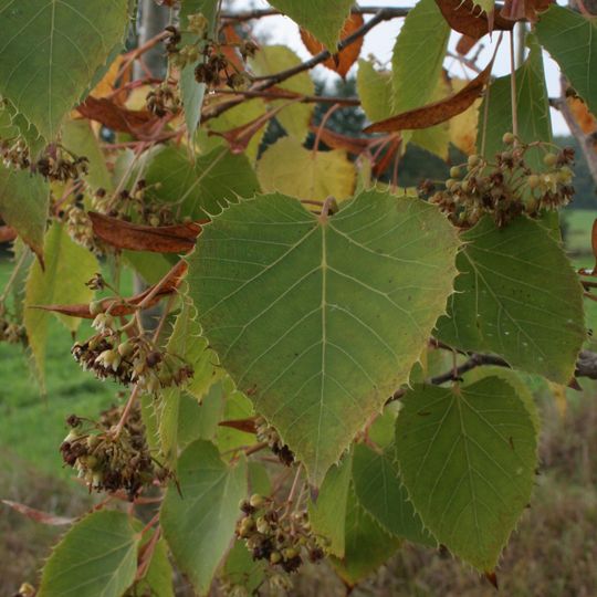 Jardines de Coursiana