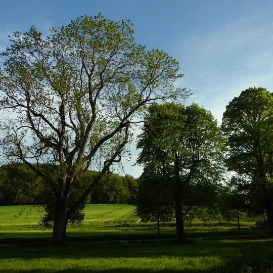 Lindenallee mit Eschen