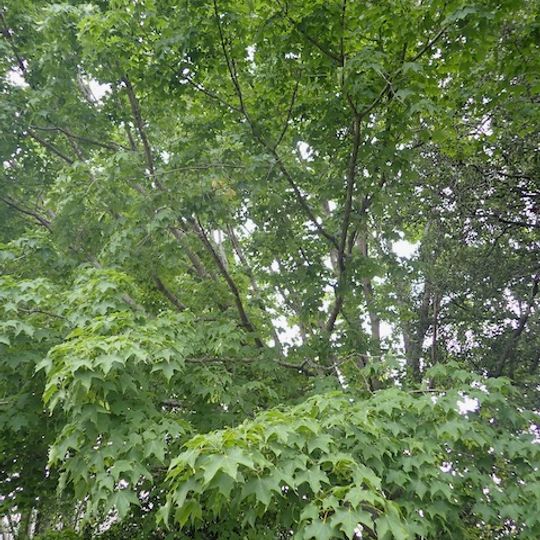 Lincoln University sugar maple