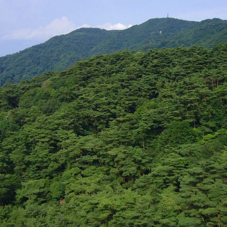 Rokko