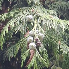 Albero