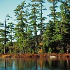 Sylvania Wilderness