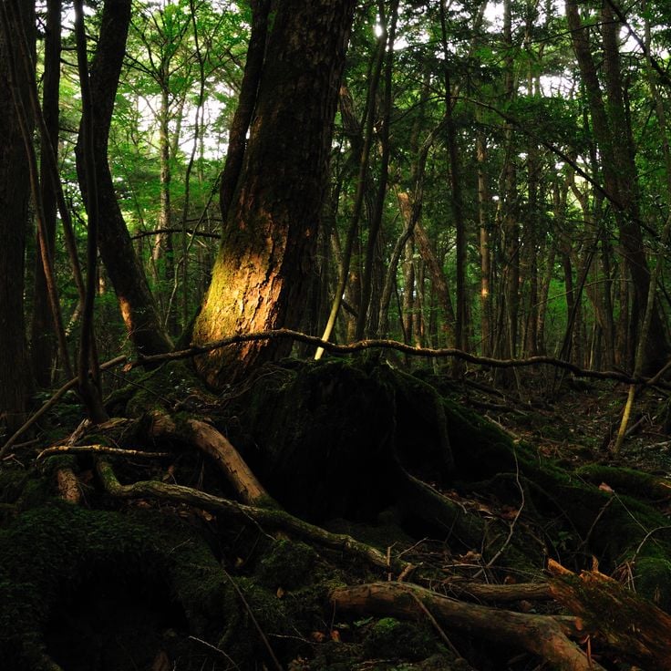 Aokigahara Ormanı